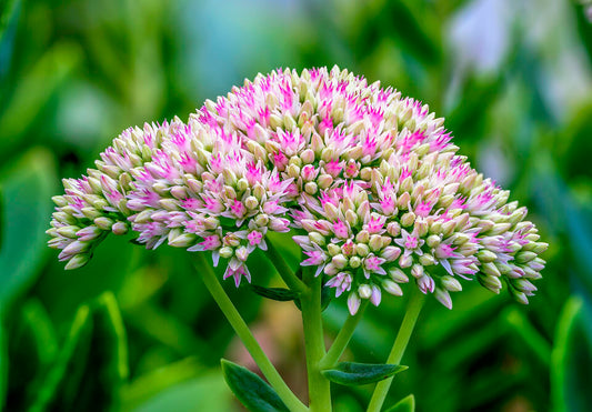 Sedum - Wade Greens, Lineville Alabama