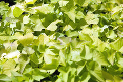 Ornamental Sweet Potato Vine — Wade Greens, Lineville Alabama