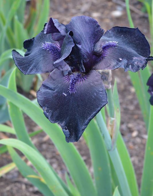 Bearded Iris Rhizome - Wade Greens, Lineville Alabama