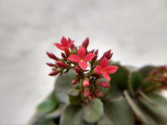 Kalanchoe (Kalanchoe blossfeldiana) — live plant from Wade Greens