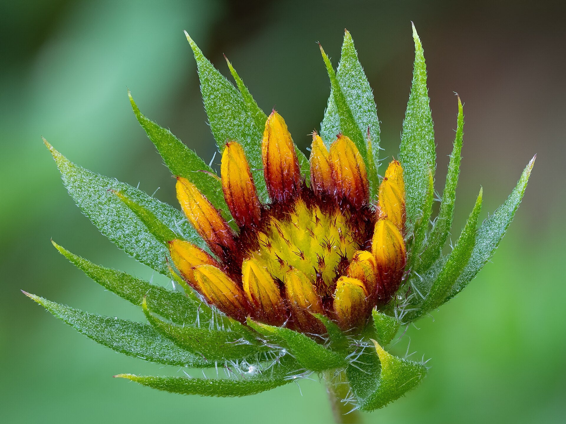 Gaillardia — Wade Greens, Lineville Alabama