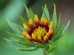 Gaillardia — Wade Greens, Lineville Alabama