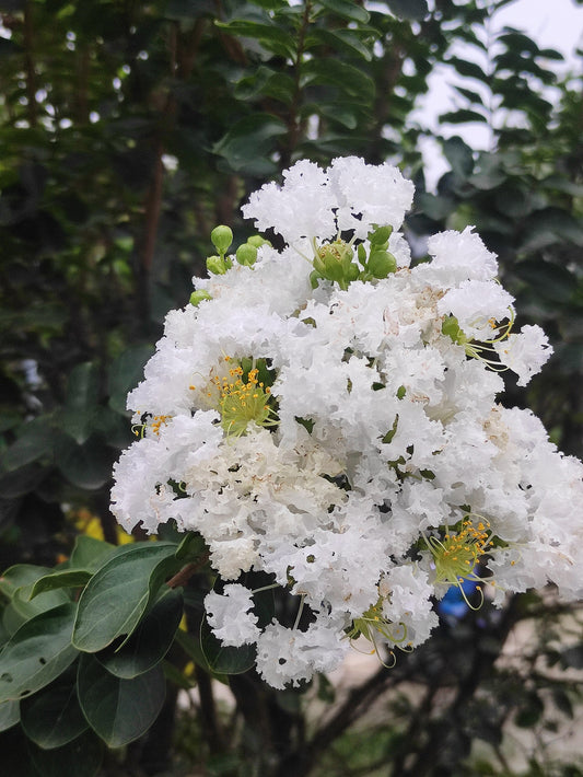 Crepe Myrtle Sapling - Wade Greens, Lineville Alabama