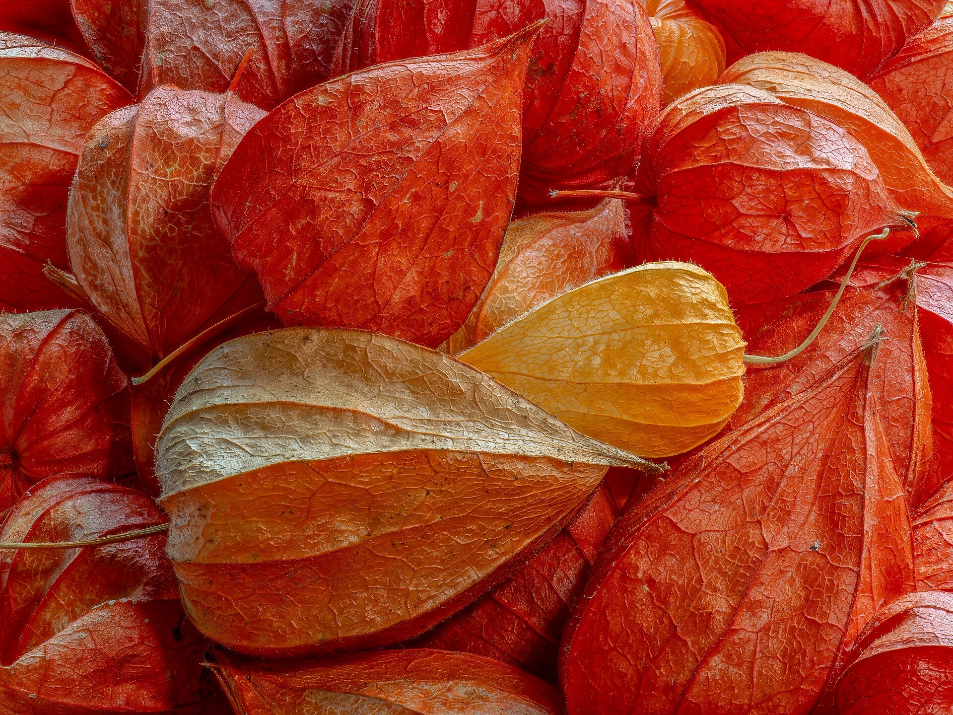Ground Cherry — Wade Greens, Lineville Alabama