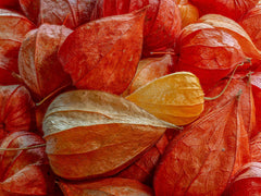 Ground Cherry — Wade Greens, Lineville Alabama