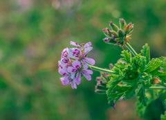 Geranium — Wade Greens, Lineville Alabama