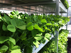 Bulls Blood Beet Microgreens — Wade Greens, Lineville Alabama