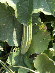 Luffa / Gourd — Wade Greens, Lineville Alabama