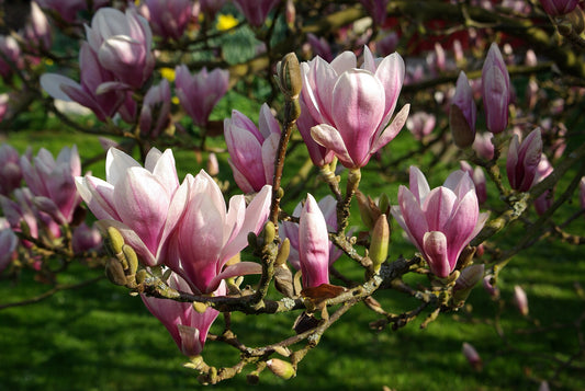 Saucer Magnolia Sapling - Wade Greens, Lineville Alabama