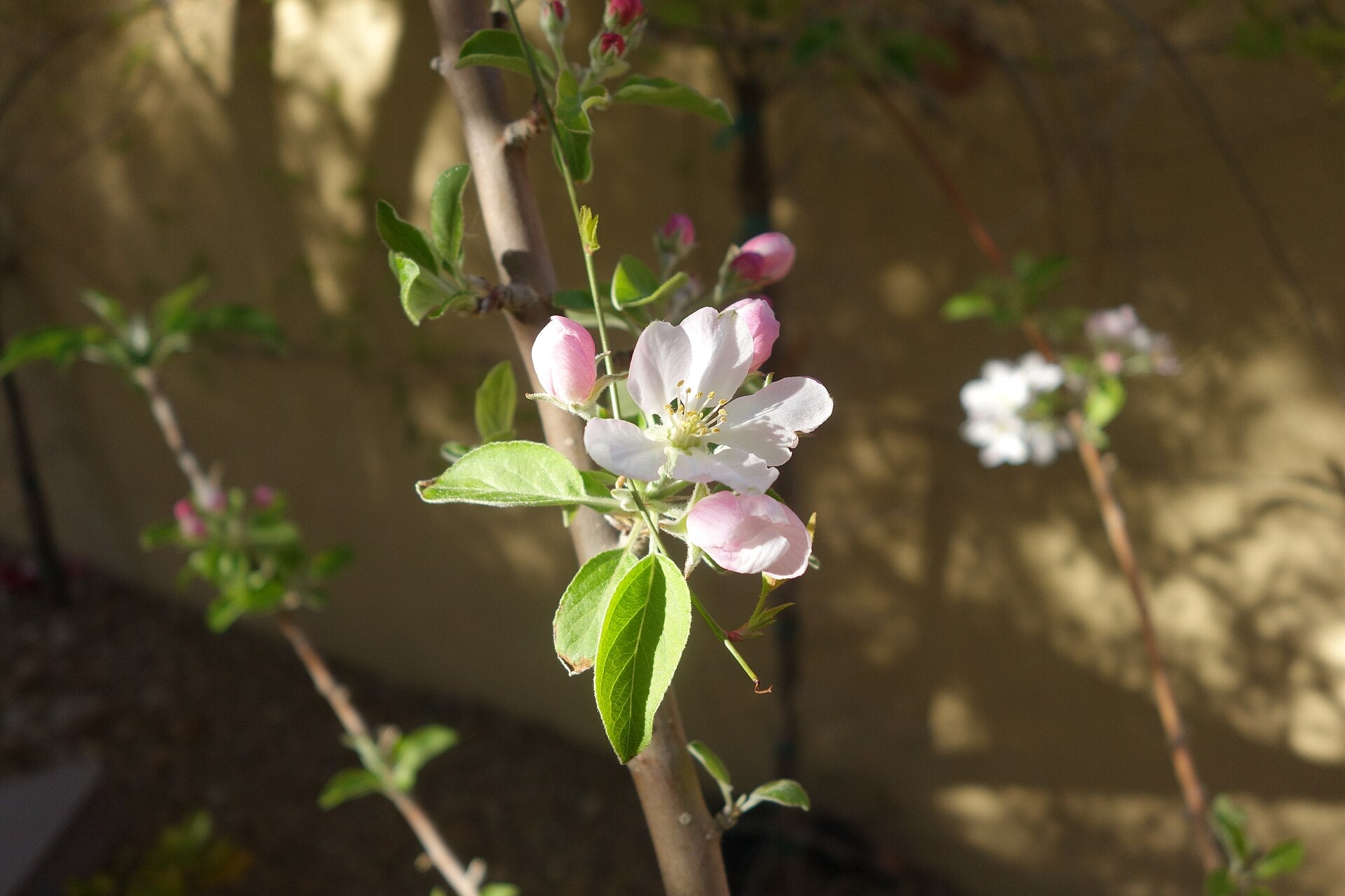 Dwarf Apple Tree Sapling - Wade Greens, Lineville Alabama