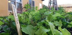 Mesclun / Salad Mix — Wade Greens, Lineville Alabama