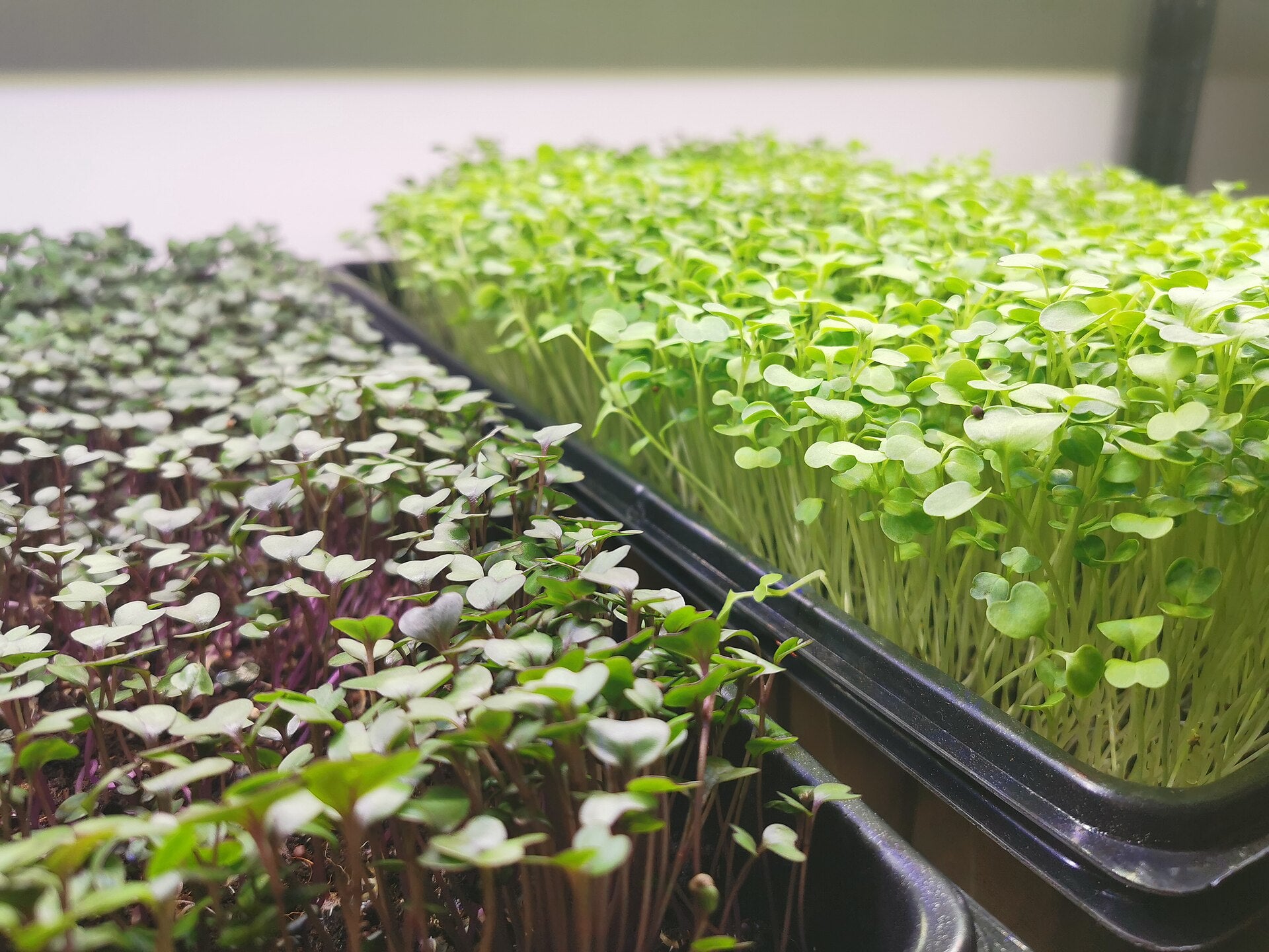 Bulls Blood Beet Microgreens — Wade Greens, Lineville Alabama