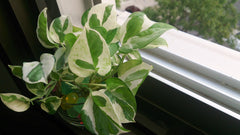 Marble Queen Pothos — Wade Greens, Lineville Alabama