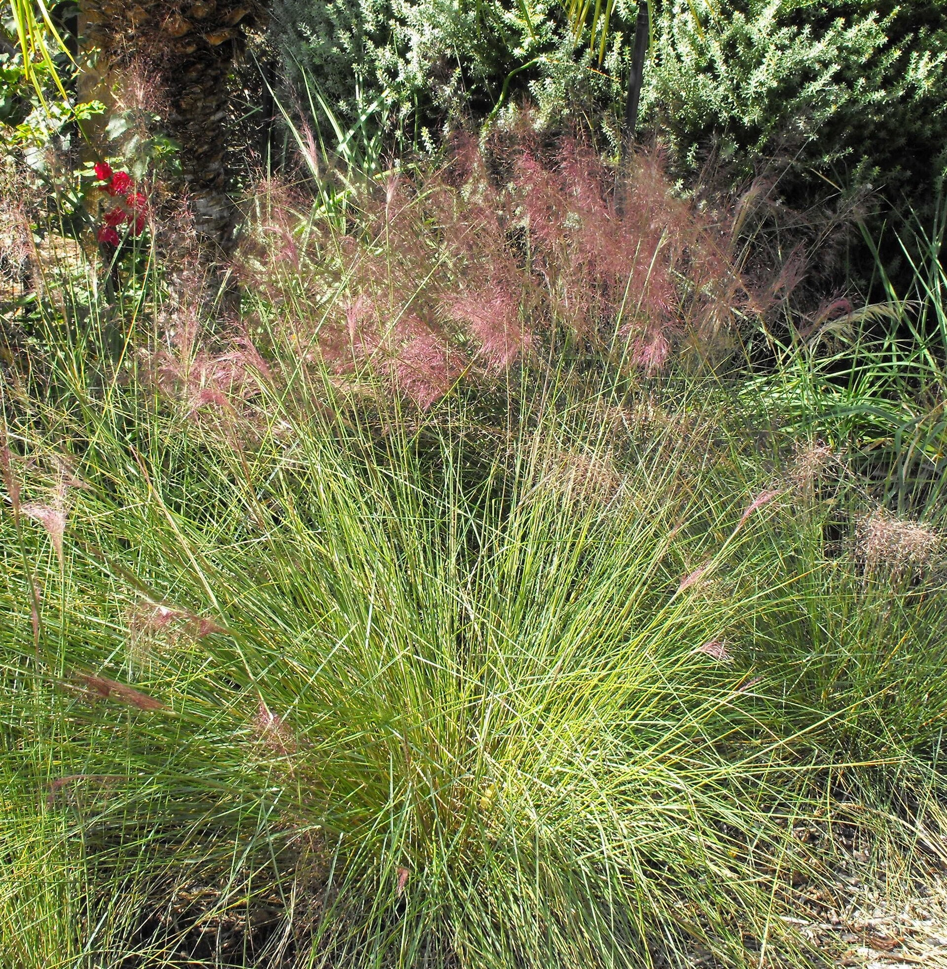 Gulf Muhly Grass - Wade Greens, Lineville Alabama