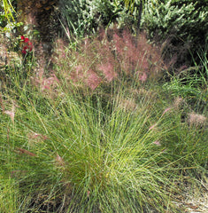 Gulf Muhly Grass - Wade Greens, Lineville Alabama