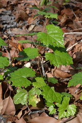 Muscadine Grape Vine Sapling — Wade Greens, Lineville Alabama