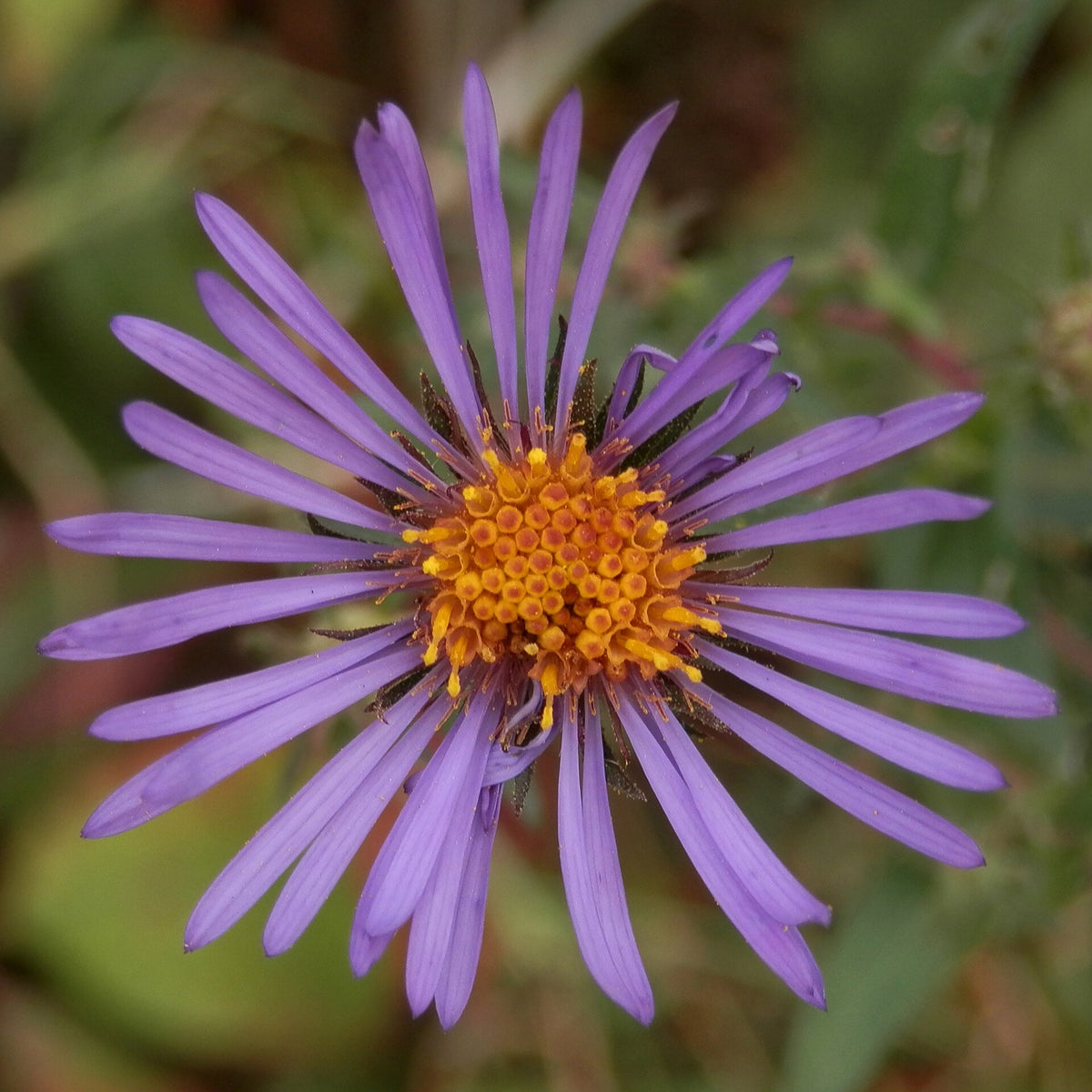 New England Aster (Symphyotrichum novae-angliae) — live plant from Wade Greens
