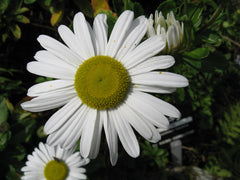 Montauk Daisy — Wade Greens, Lineville Alabama