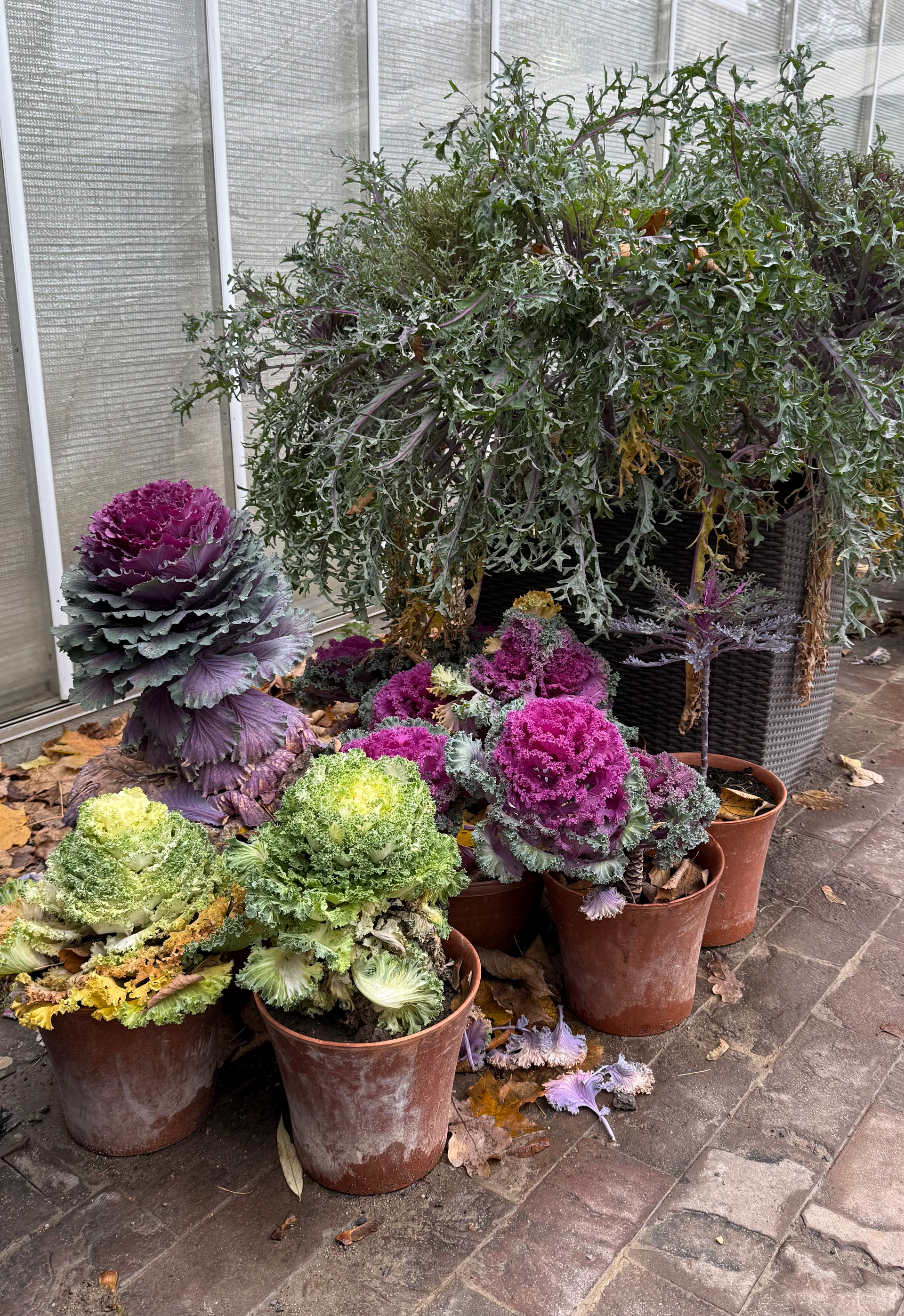 Ornamental Cabbage — Wade Greens, Lineville Alabama