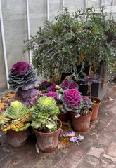 Ornamental Cabbage — Wade Greens, Lineville Alabama