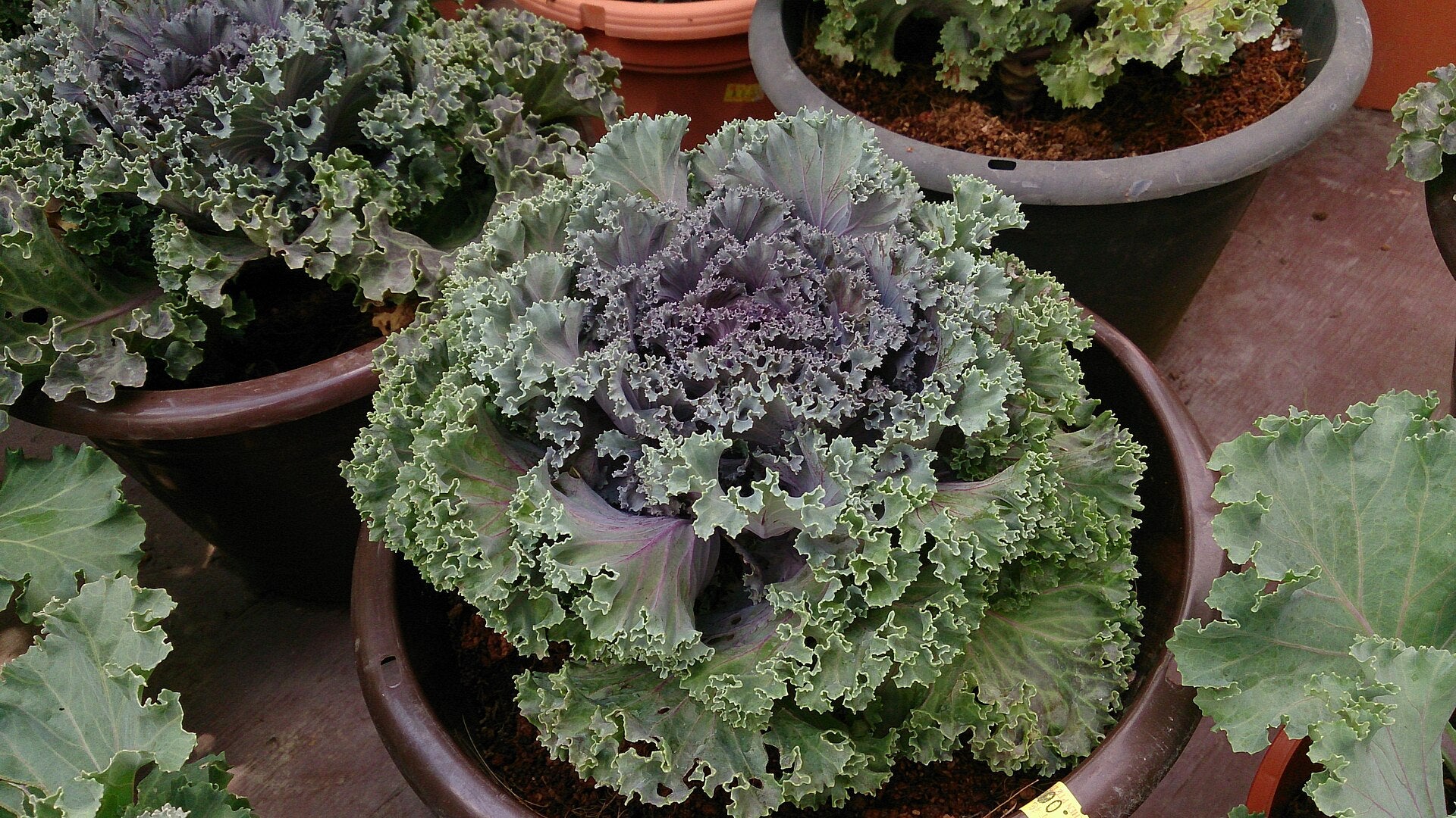 Ornamental Cabbage — Wade Greens, Lineville Alabama