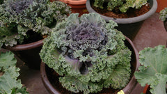 Ornamental Cabbage — Wade Greens, Lineville Alabama