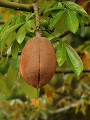 Money Tree — Wade Greens, Lineville Alabama