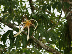 Money Tree — Wade Greens, Lineville Alabama