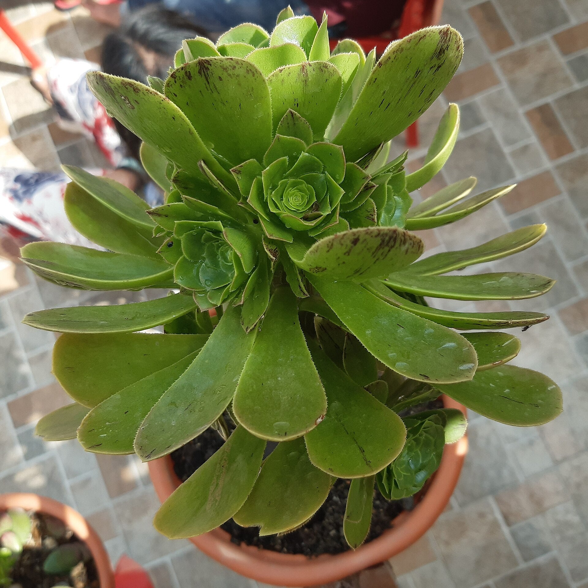 Pachyphytum 'Moonstones' — Wade Greens, Lineville Alabama