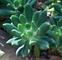 Pachyphytum 'Moonstones' — Wade Greens, Lineville Alabama