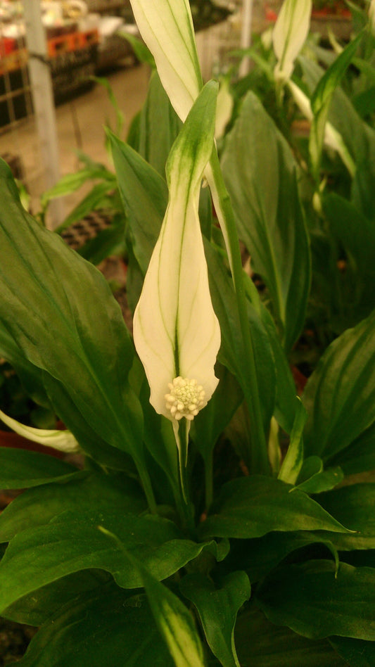 Peace Lily - Wade Greens, Lineville Alabama