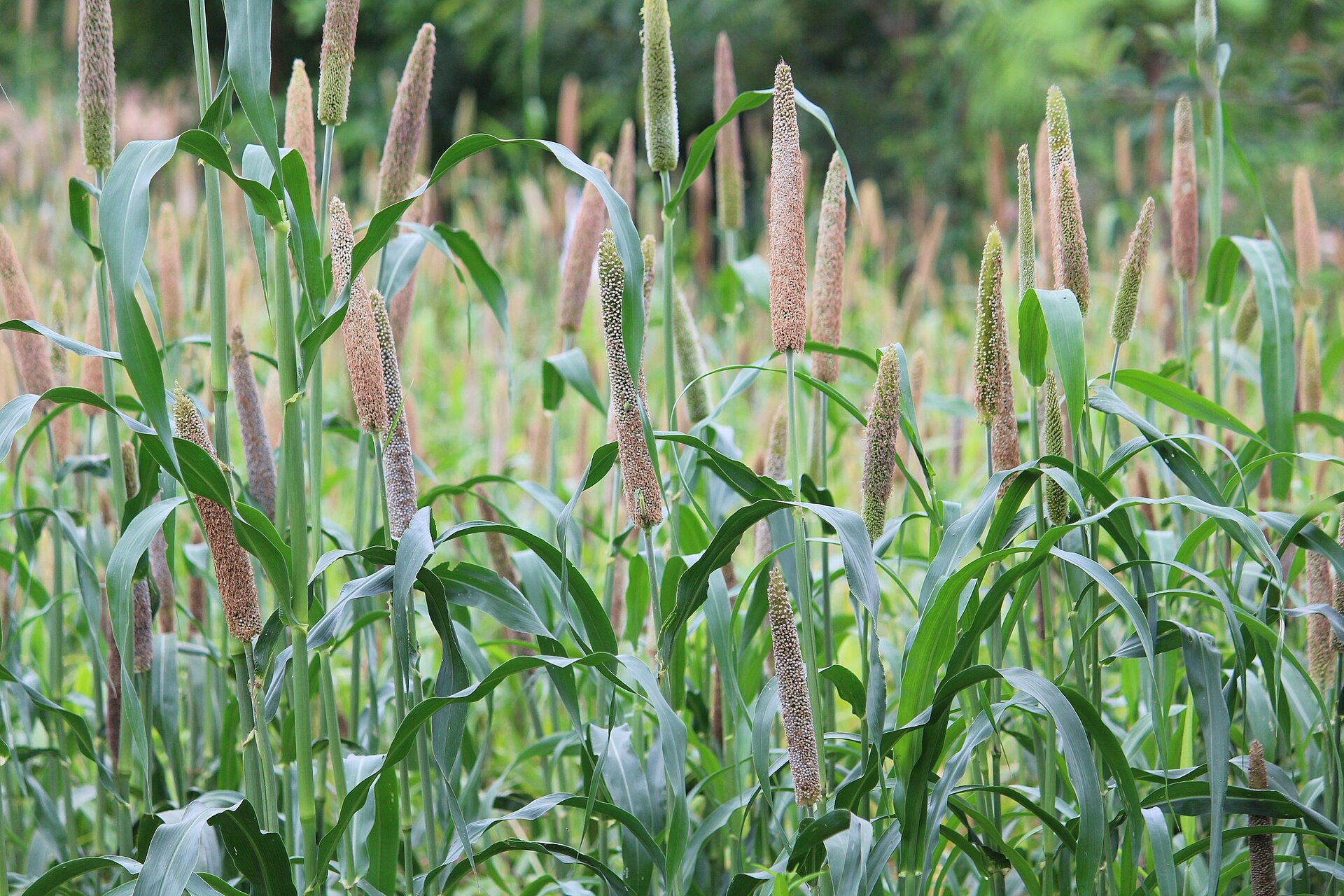 Ornamental Millet — Wade Greens, Lineville Alabama