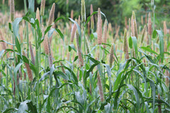 Ornamental Millet — Wade Greens, Lineville Alabama