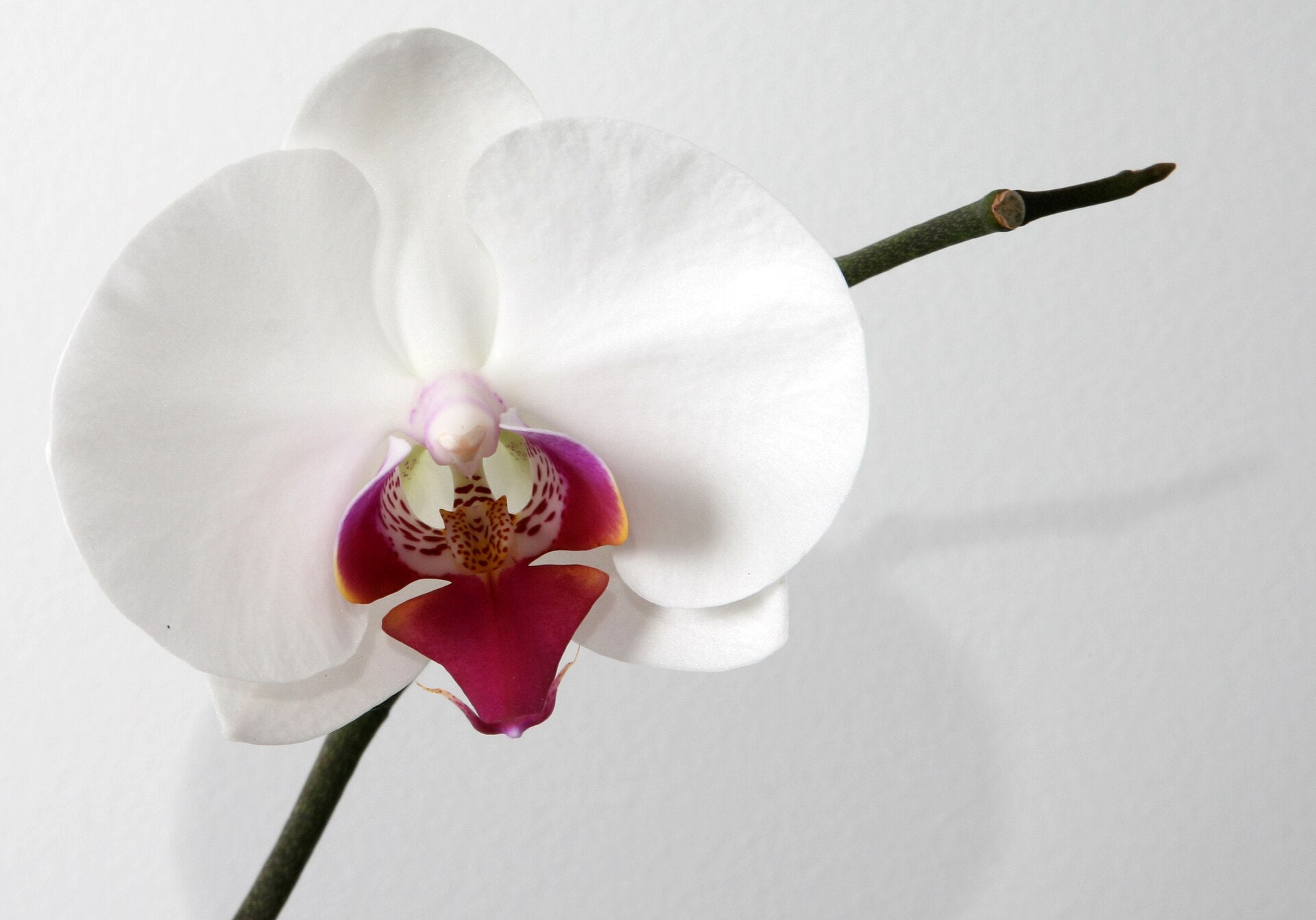 Moth Orchid (Phalaenopsis) — live plant from Wade Greens