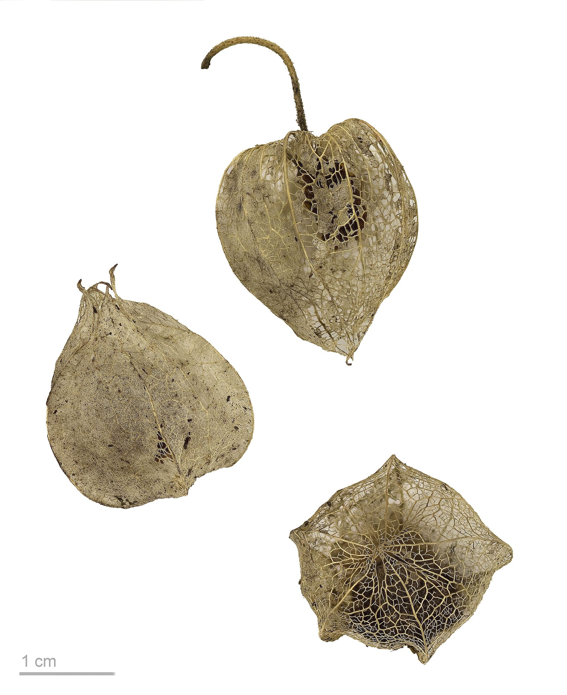 Ground Cherry — Wade Greens, Lineville Alabama