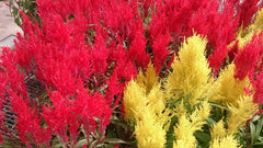 Celosia — live plant from Wade Greens