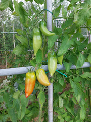 San Marzano Tomatoes - Wade Greens, Lineville Alabama