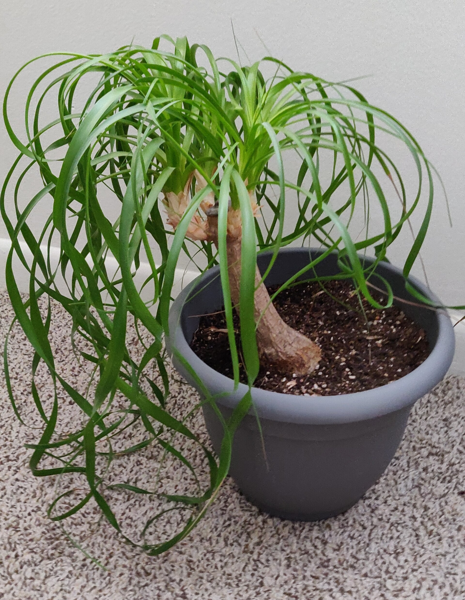 Ponytail Palm — live plant from Wade Greens