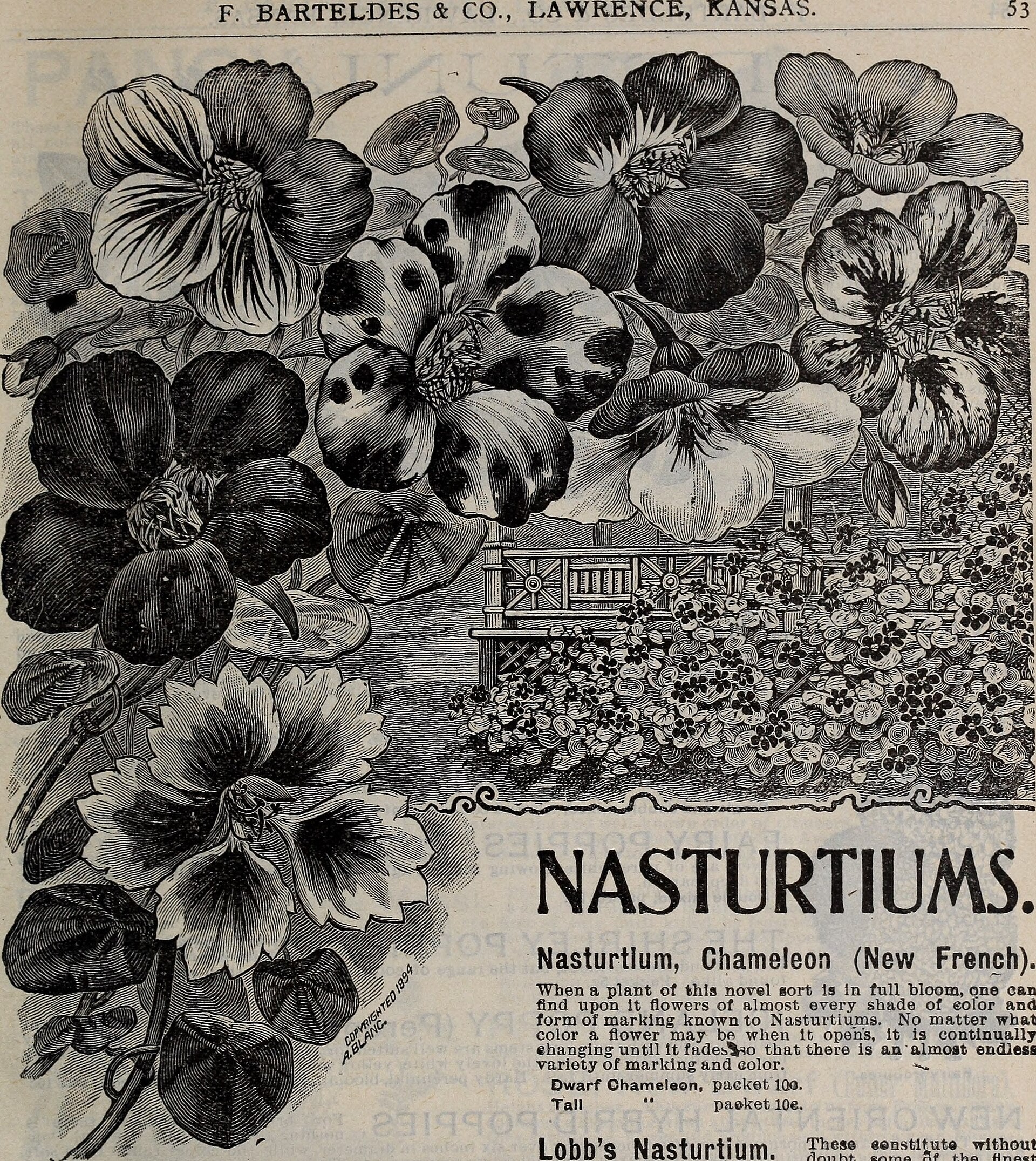 Nasturtium Microgreens - Wade Greens, Lineville Alabama