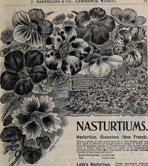 Nasturtium Microgreens - Wade Greens, Lineville Alabama