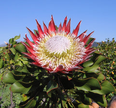 Protea - Wade Greens, Lineville Alabama