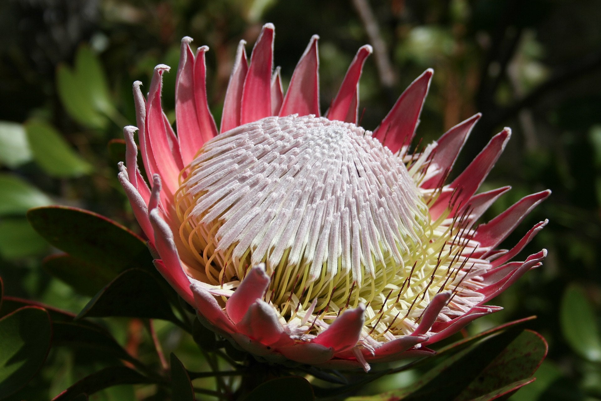 Protea - Wade Greens, Lineville Alabama