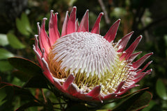 Protea - Wade Greens, Lineville Alabama