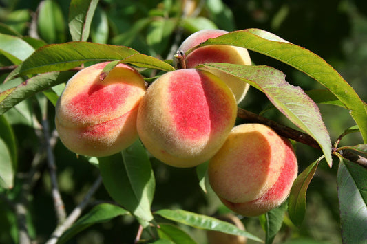 Dwarf Peach Tree Sapling - Wade Greens, Lineville Alabama