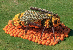 Pumpkin — Wade Greens, Lineville Alabama