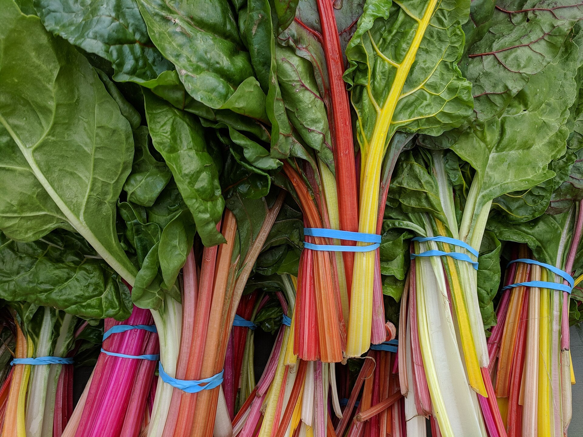 Ornamental Swiss Chard — Wade Greens, Lineville Alabama