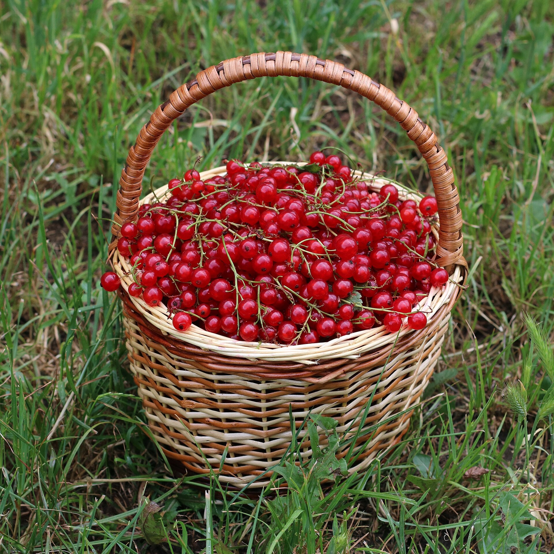 Currant — Wade Greens, Lineville Alabama