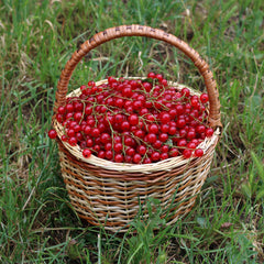 Currant — Wade Greens, Lineville Alabama