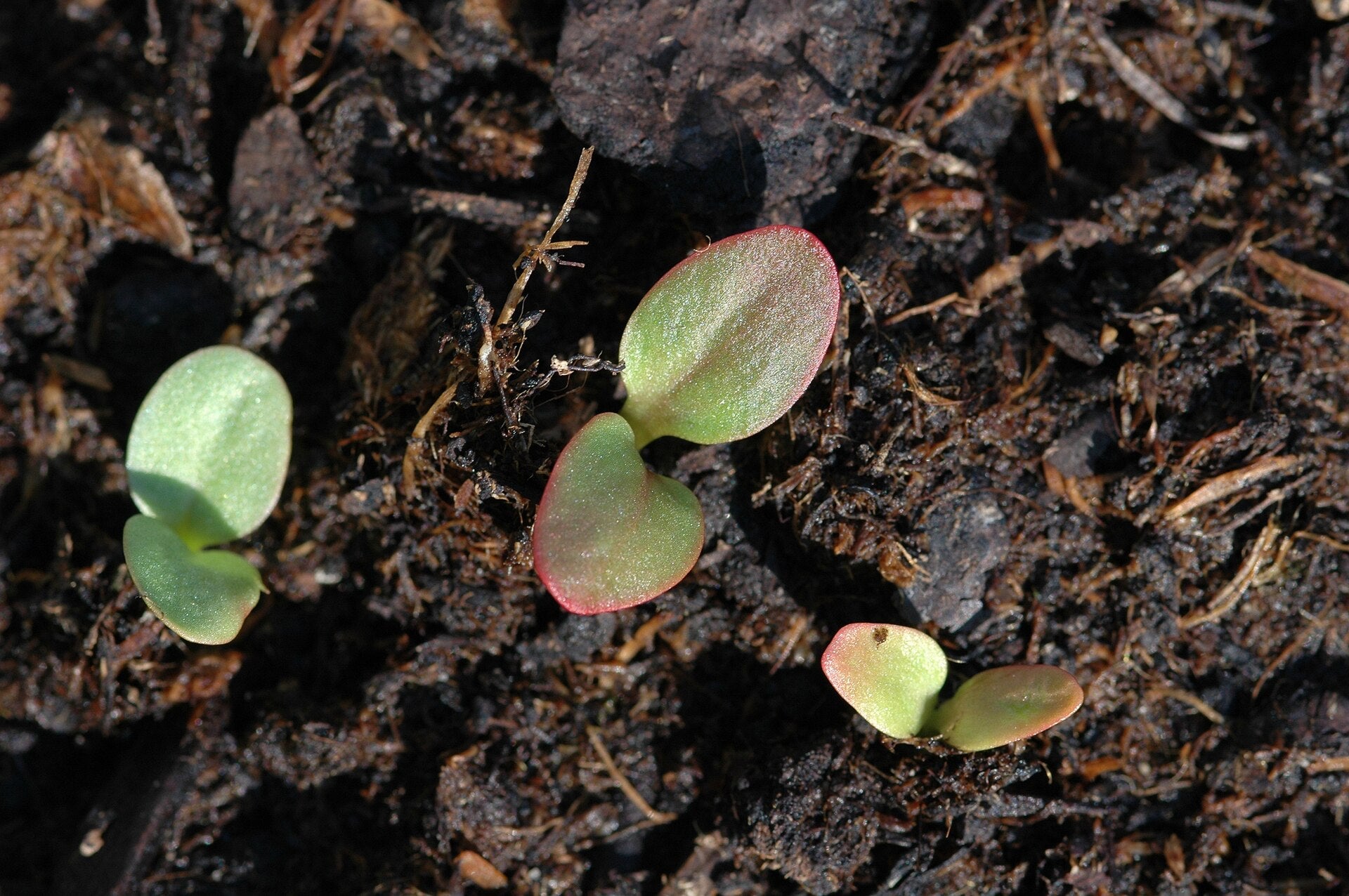 Rhubarb — Wade Greens, Lineville Alabama