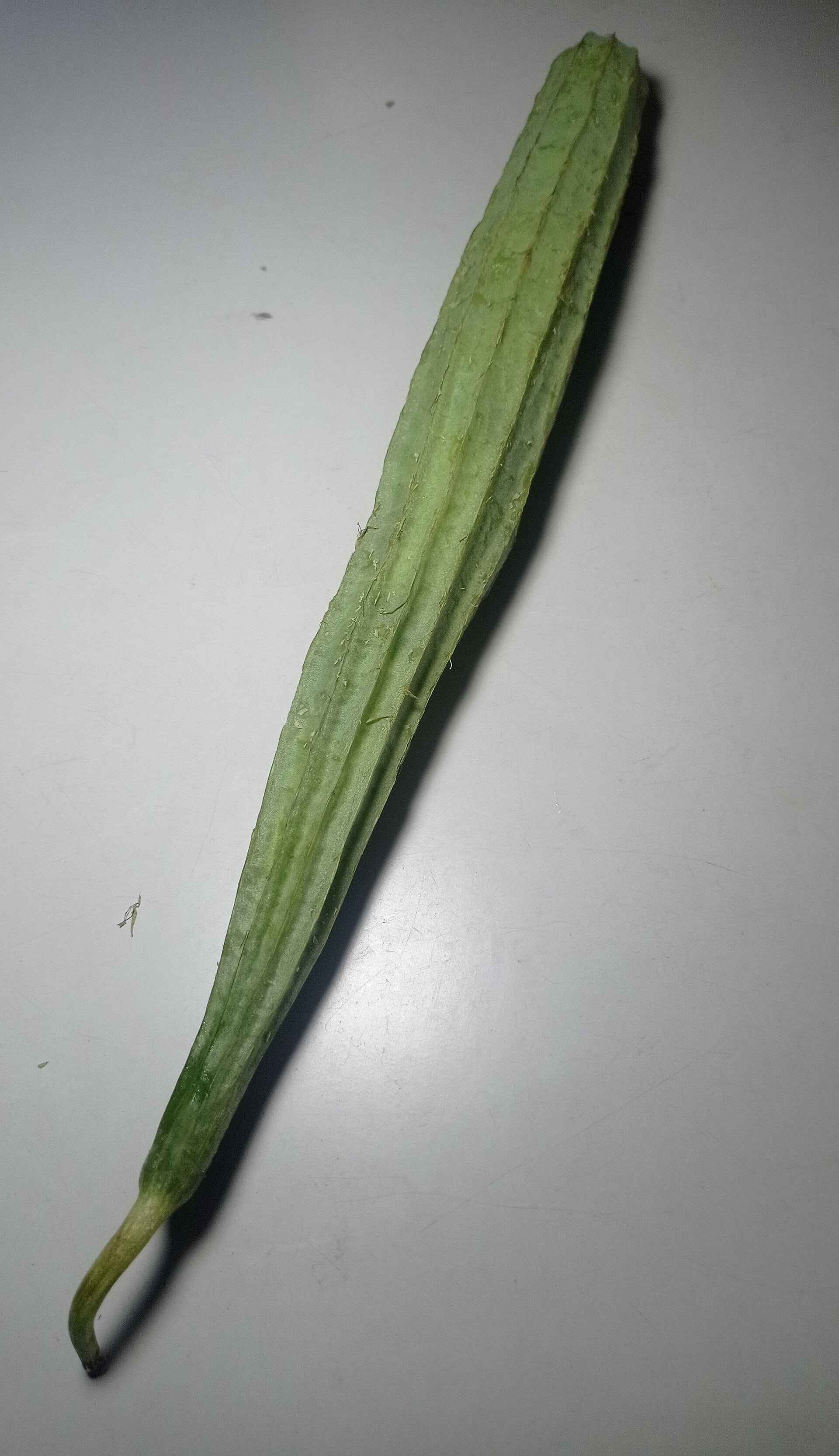 Luffa / Gourd — Wade Greens, Lineville Alabama